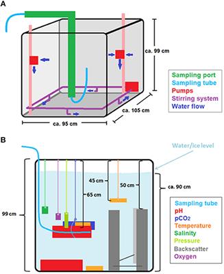 Carbon Dynamics During the Formation of Sea Ice at Different Growth Rates